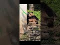 调皮的小将每天都要费姐姐。panda xiao jiang and xiao lu fight. panda 판다 大熊猫 animals cute 大熊猫小将 panda xiaolu