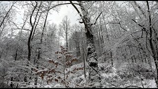 Walking in a Snow Forest - 4K Winter Virtual Hike with Creaking Snow Sound