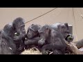 baby chimpanzees with their mother part 10