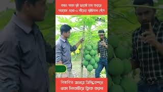 পাকা কাচা দুই ভাবেই বিক্রি করতে চাইলে চাষ করুন ''সুইট বল'' পেঁপে। #agro1  #ytshorts #shorts