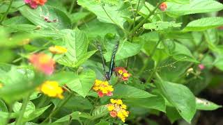 青帶鳳蝶common bluebottle(Graphium sarpedon) 高速攝影 high speed slow motion