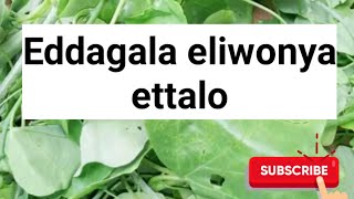 Eddagala elivumula oba eliwonya ettalo @SSENGABIROOTONEDDAGALA