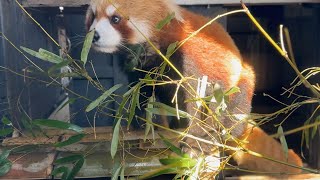 カリンお母さんとルカちゃんの様子をお届け【‎2024年‎1月7日】【上野動物園】レッサーパンダ