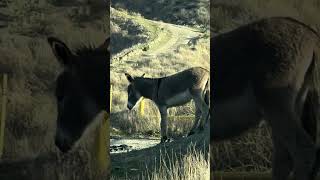 Wild Donkeys wait to cross Road Reche Canyon Riverside Southern California