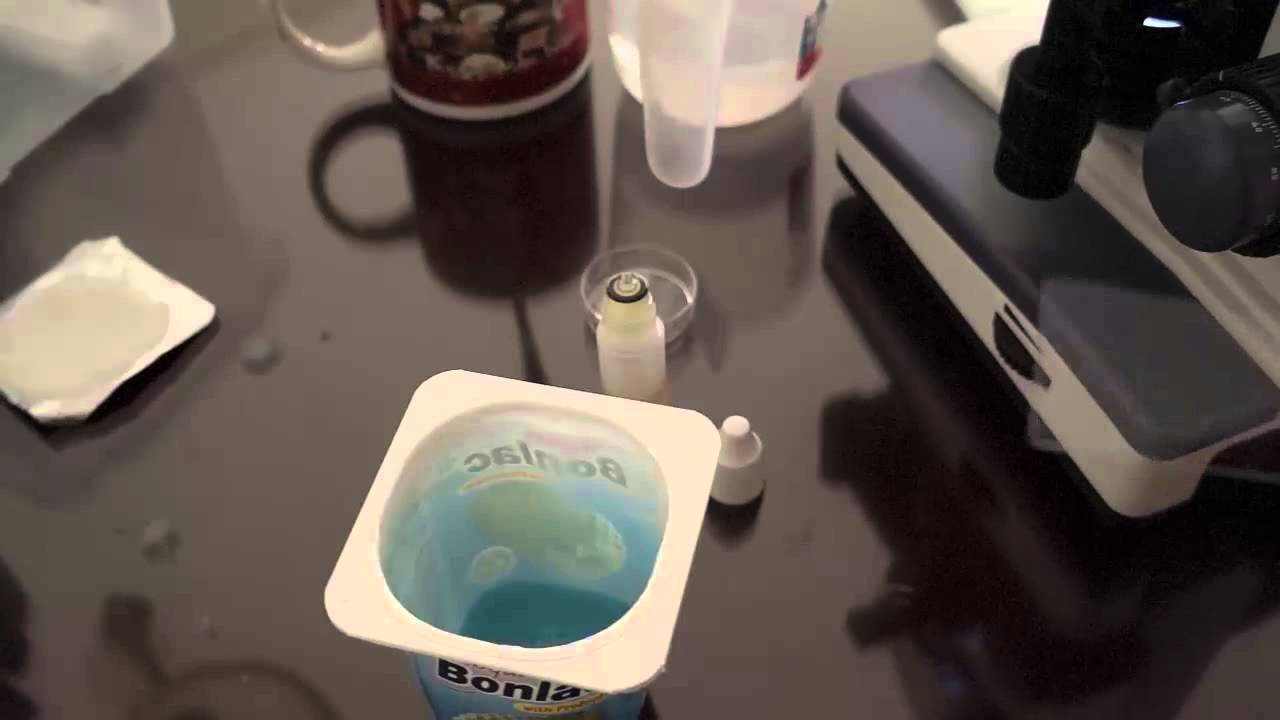 Yogurt Under Microscope At William Fellows Blog