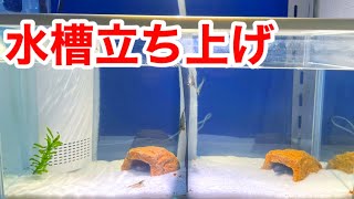 ヨシノボリさんの水槽を立ち上げる