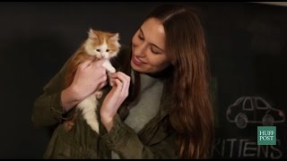 We Had Kittens Delivered to Work