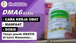 Review Herbisida DMA 6 825 SL Penjelasan Lengkap - Gulma Daun Lebar, Gulma Daun Sempit, Gulma Teki