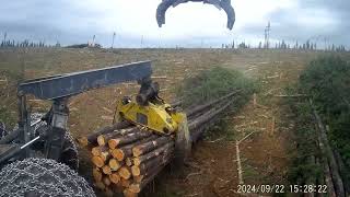 logging