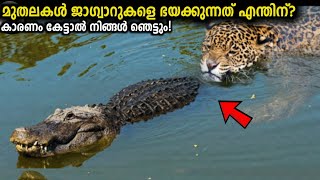 Most Dangerous Creature In Amazon Rainforest Malayalam | ആമസോണിലെ നരഭോജി അനാകൊണ്ടയല്ല! Storify