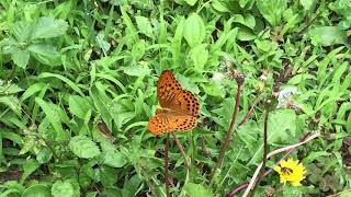 メスグロヒョウモンDamora sagana /Argynnis sagana 2020/05/31 Park in Chiba, Butterfly of Japan