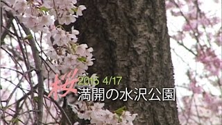 2015桜満開の水沢公園