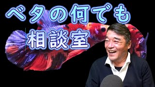 2023年10月15日ベタの何でも相談室