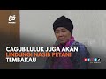 Cagub Luluk akan Lindungi Nasib Petani Tembakau