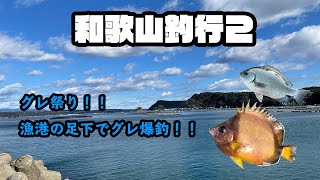 漁港の足下でグレ爆釣！！ 和歌山県釣行　魚図鑑2