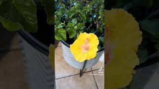 Overwintering Tropical Hibiscus