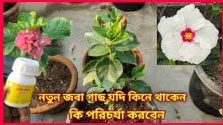 নতুন জবা গাছ কেনার পর কি ধরনের পরিচর্যা করবেন /new Hibiscus plant care/Green friends/