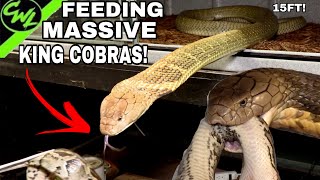 FEEDING MASSIVE KING COBRAS!!!