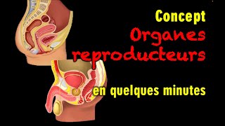 176 Organes reproducteurs