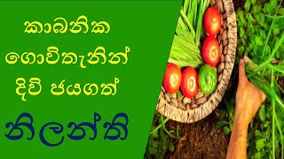 කාබනික වගාවෙන් දිවි සරු කරගත් නිලන්ති