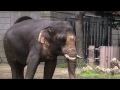 ズーラシア動物園　インドゾウ　鼻から噴水！