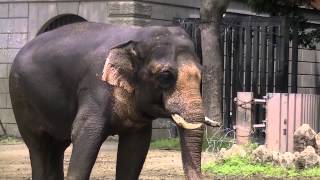 ズーラシア動物園　インドゾウ　鼻から噴水！