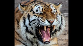 This Siberian Tiger Killed and Ate 2 People Just For Revenge