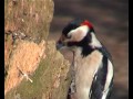 strakapoud velky_dendrocopos major_great spotted woodpecker_adolf goebel.avi