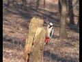 strakapoud velky_dendrocopos major_great spotted woodpecker_adolf goebel.avi