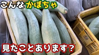 【かぼちゃ】高級かぼちゃ!?簡単に育てられるので超おすすめです【家庭菜園】