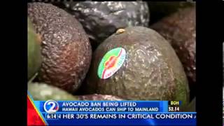 KHON - Hirono Pushes USDA To Lift Ban On Hawaii Sharwil Avocado Shipments To The Mainland