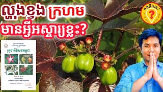 Khmer Traditional Medicine: Advantages of Jatropha curcas អត្ថប្រយោជន៍របស់ដើមល្ហុងខ្វងក្រហម 1080p