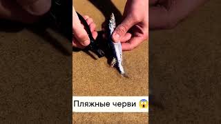 Будьте осторожны на берегу! ПЛЯЖНЫЕ ЧЕРВИ повсюду 😱🤢#seaanimals #shorts #черви