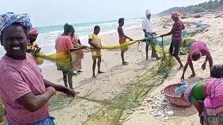 #🌍🐬கரைவலை வந்த 🦀            சூடை மீன்கள்🐬🦋🐟 👆