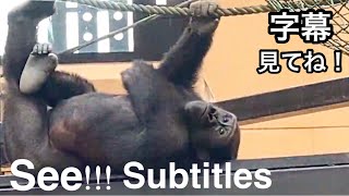 Gentaro is scared of being bitten by Annie？！ See the subtitle for more details【KyotoZoo,Gorilla