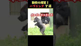 SNSで5.3億回バズった動物ハプニング動画7選！7Animal Happenings Videos That Got 530 Million Buzz on SNS!#犬#猫#動物#shorts