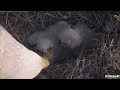 evening feeding for two eaglets swfl eagles dec 20 2024