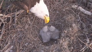 Evening feeding for two eaglets | SWFL Eagles | Dec 20, 2024