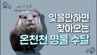 그분이 또 왔수달! 부산 구서역 인근 온천천에 수달이 나타났달!