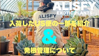 【ALISFY EXOTIC PLANTS】輸入株の一部を紹介\u0026アガベの発根管理