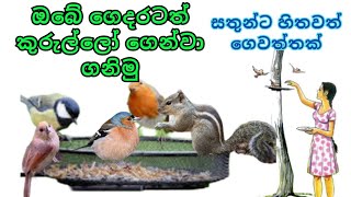 කුරුල්ලන්ට මේ විදියට කෑම දෙන්න | kurullanta kama dima | sathunta adaraya karamu | Feed the birds