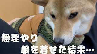 服が嫌いな柴犬にかわいい服をプレゼントしてみたら表情があからさますぎた＃柴犬＃チワックス