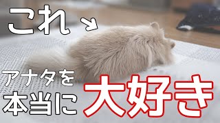 失礼？！犬がアナタにお尻をくっつけてくる理由【犬の仕草】