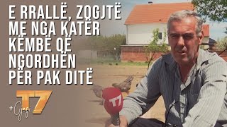 #gjesi: E rrallë, zogjtë me nga katër këmbë që ngordhën për pak ditë | T7