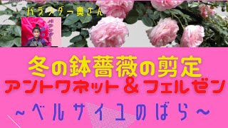 「ベルサイユのばらシリーズ」王妃アントワネット＆フェルゼン伯爵2021冬の剪定・寒肥