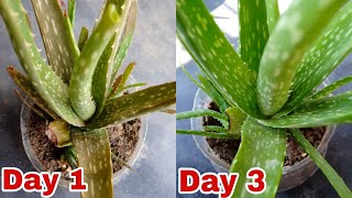 এলোভেরা গাছের যত্ন|এলোভেরা গাছ লাগানোর নিয়ম| aloe vera|how to grow alovera|aloevera plant care#tips