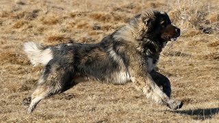 3. Top dogs bred in Turknomad kennel - Tam