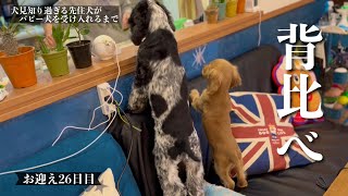 【犬見知り過ぎる先住犬がパピー犬を受け入れるまで#25】お迎え26日目！　イングリッシュコッカースパニエル「みみ」の気持ち