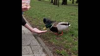 Hand feeding a wild duck (Anas platyrhynchos)