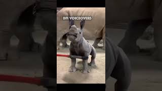 Premium Brush Massage!😂 #voiceover #funny #cute #pet #pets #zoo #rhino #wildlife #animals #comedy